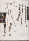 Foto von Salix aurita L. x Salix myrtilloides L.